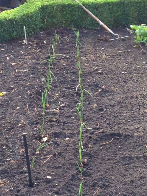 a newly planted onion